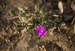 Photo of plant Pink Sand Verbena with pink flowers